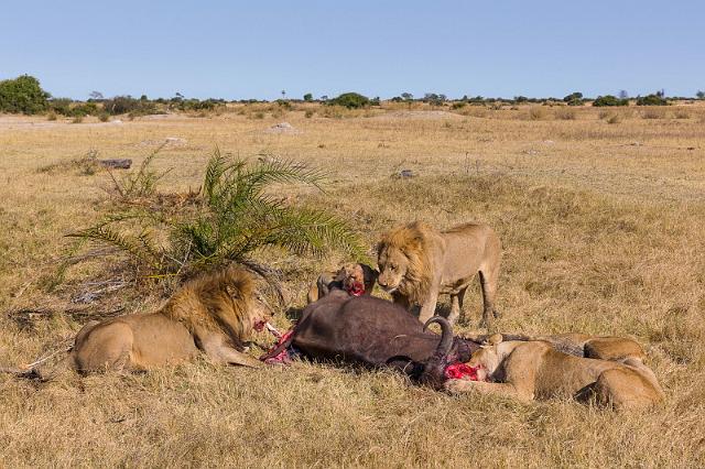 011 Botswana, Okavango Delta.jpg